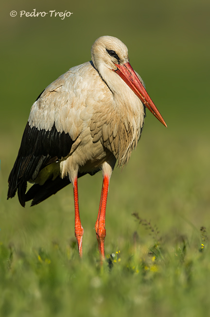 Cigüeña blanca (Ciconia ciconia)